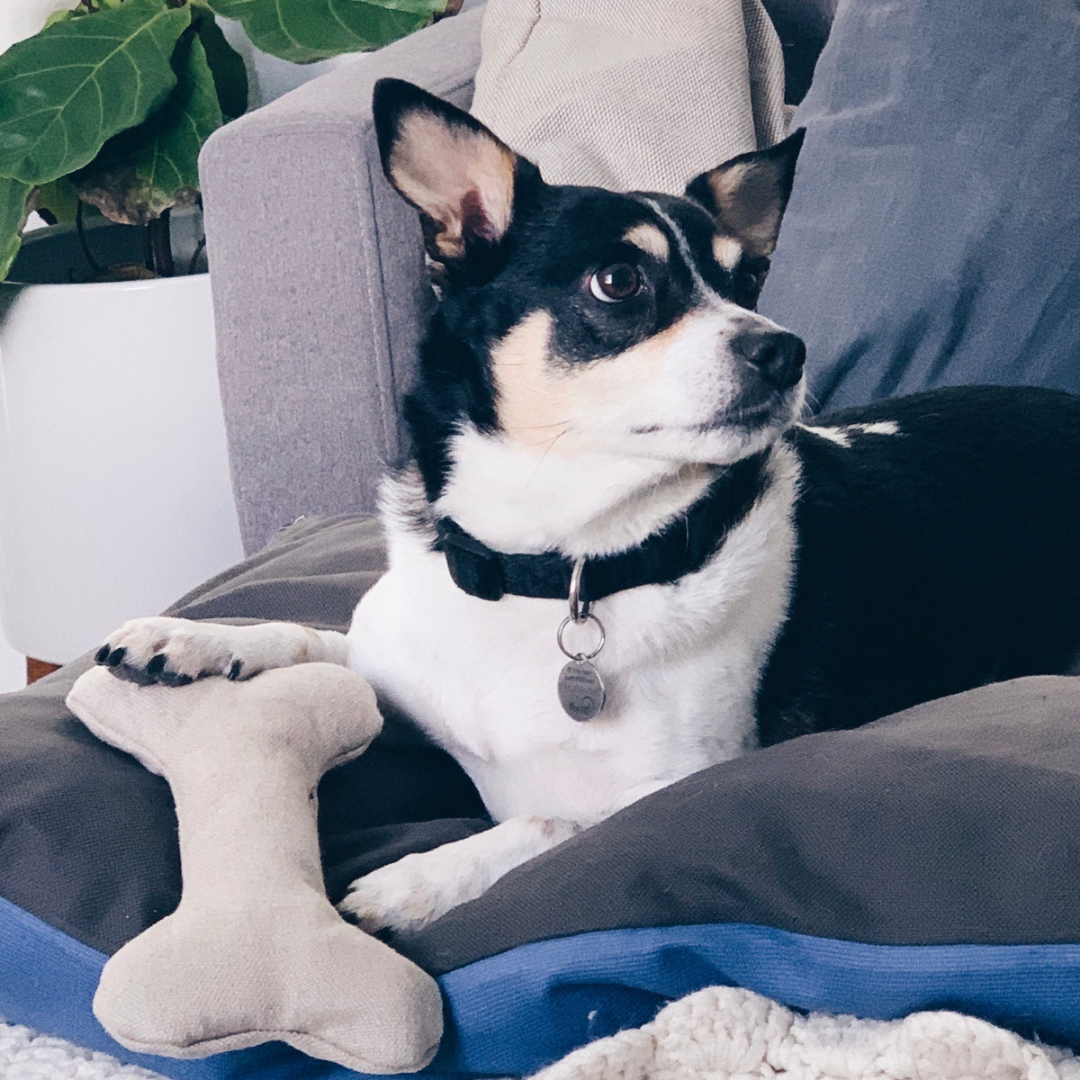 Boba & Vespa Plush Hemp Dog Bone Toy for Gentle Chewers