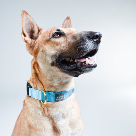 Basic Snap Dog Collar