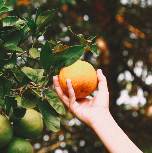 Orange Vetiver Deodorant