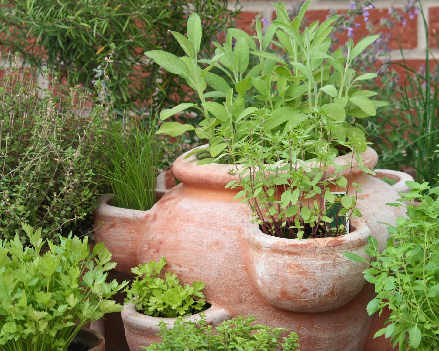 Fragrant Herb Plants Collection Rosemary Sage Quart Pots