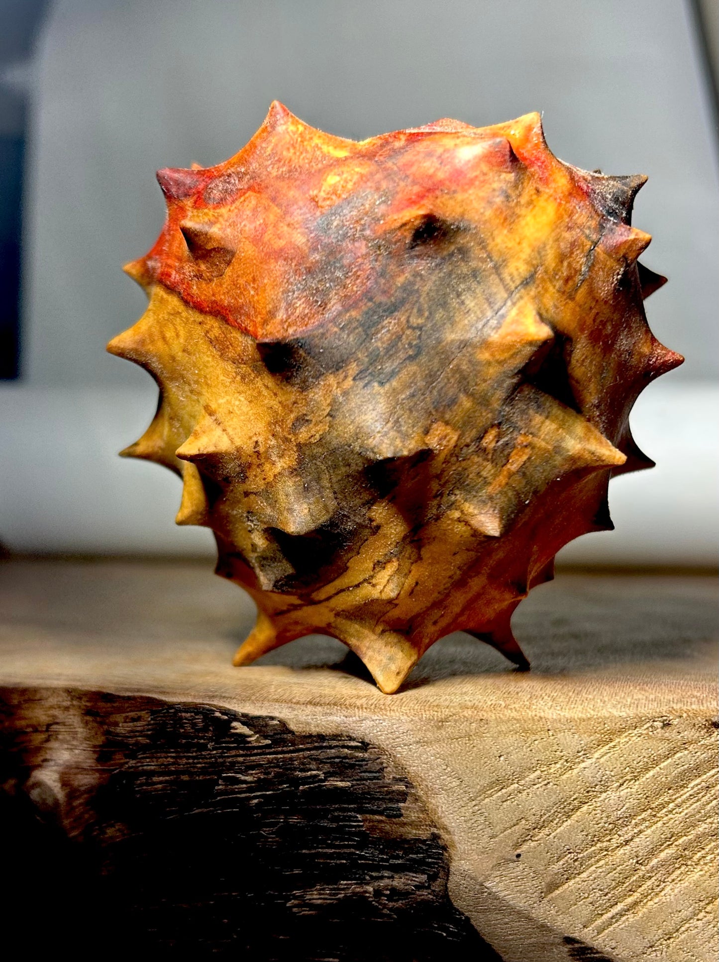 Urchin in Flaming Box Elder