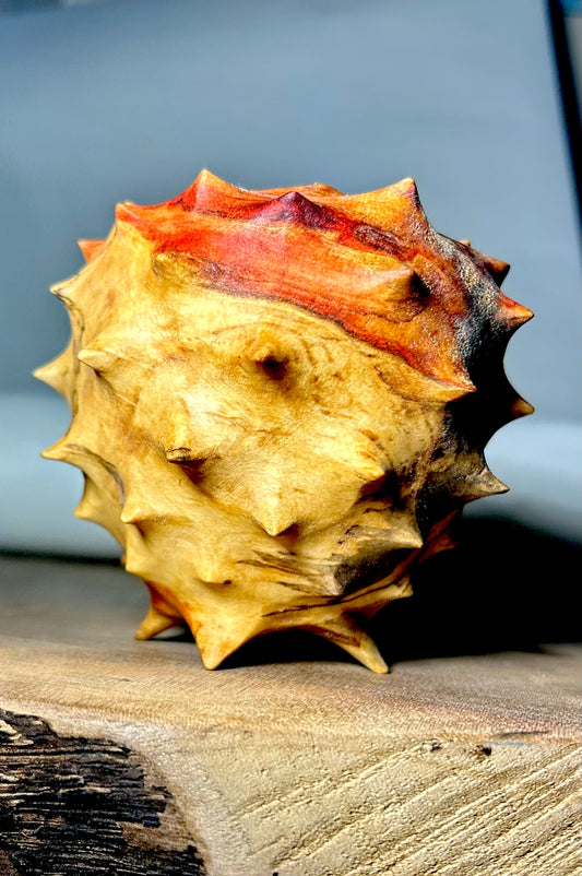 Urchin in Flaming Box Elder