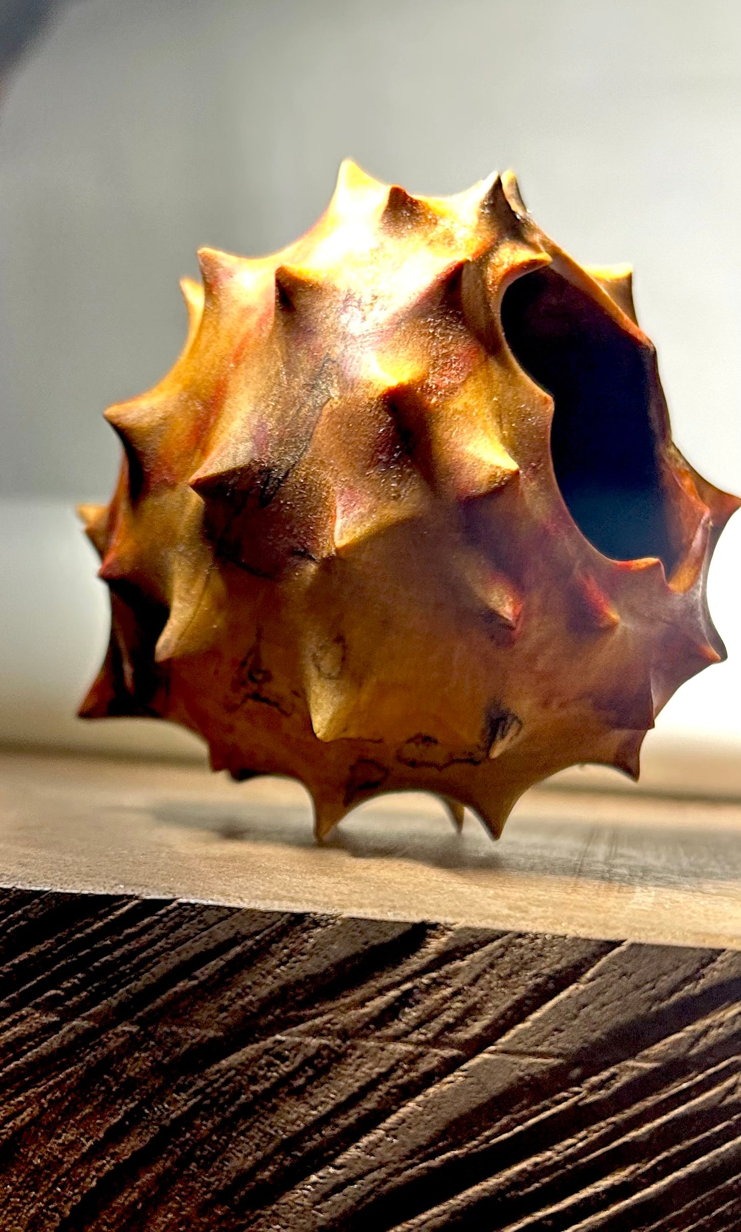 Urchin in Flaming Box Elder