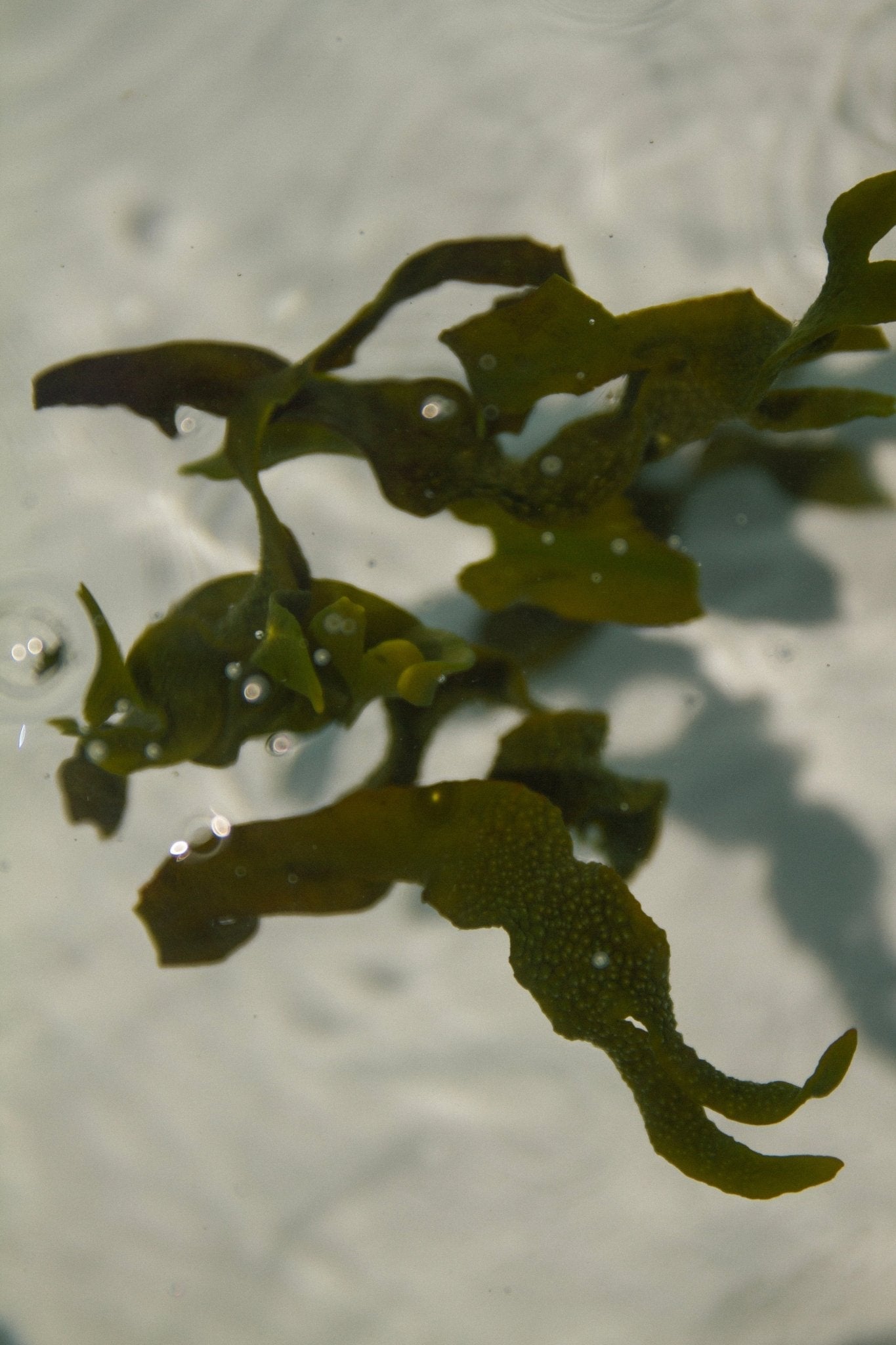 Sea Change Seaweed Tallow Bar Soap