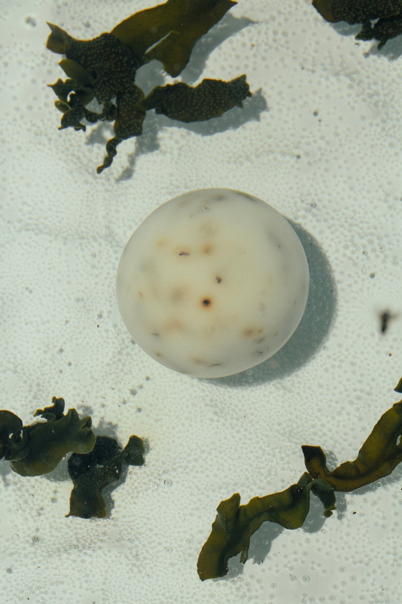 Sea Change Seaweed Sphere Tallow Soap