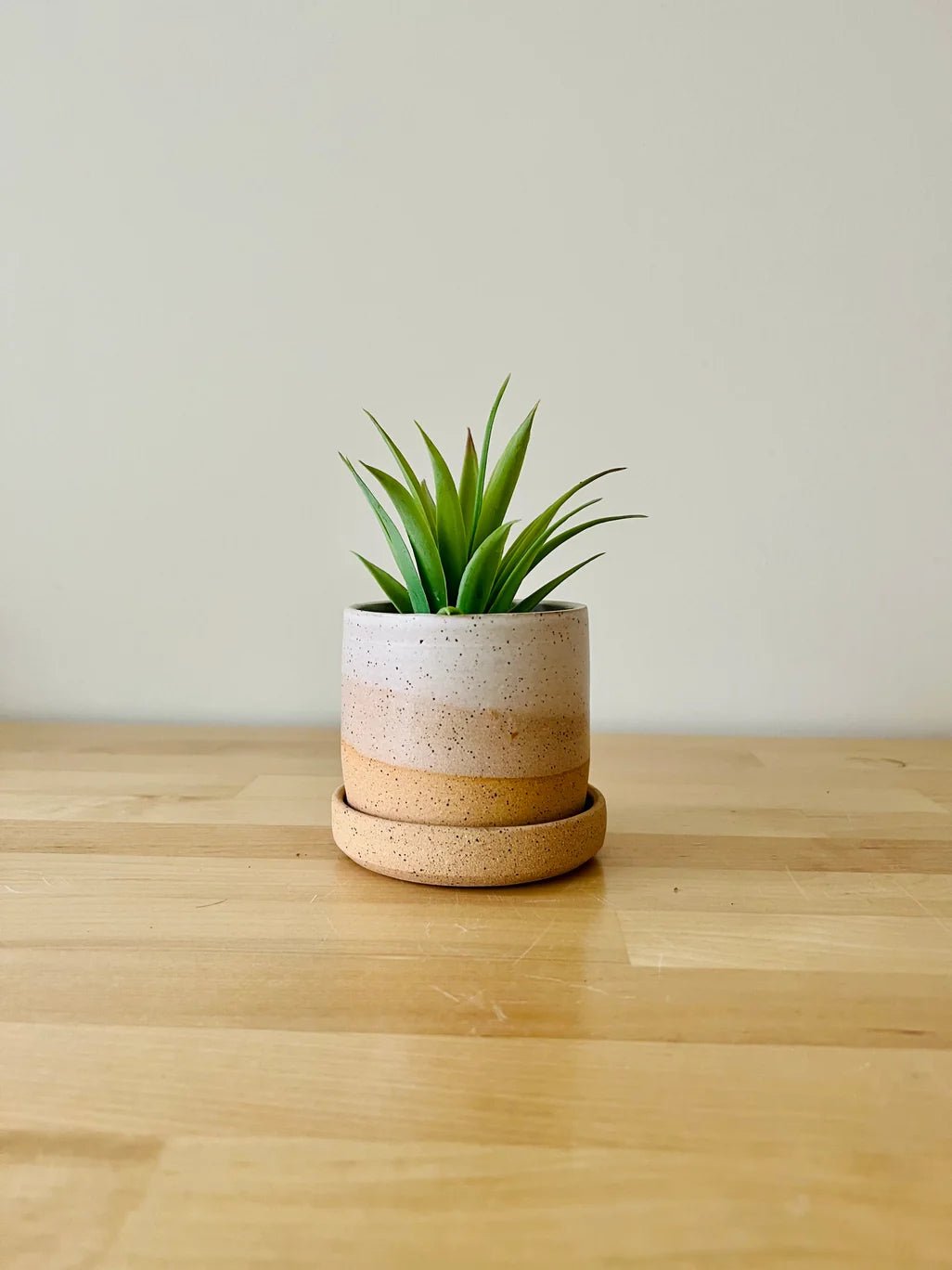 Plants & Garden - Aware House