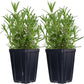 Set of 2 Rosemary Plants Grown Naturally Quart Pots