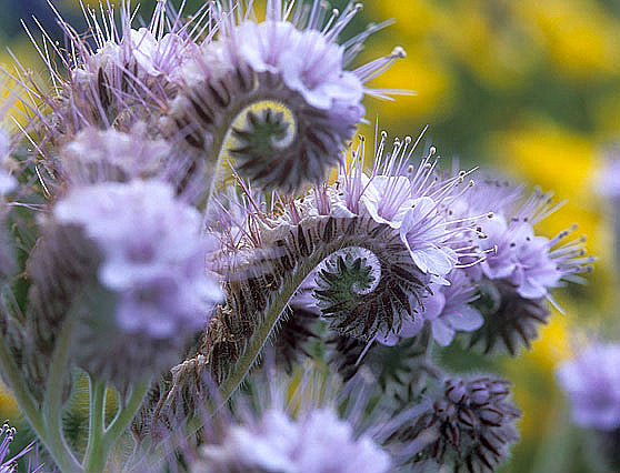 Lacy Phacelia-zoom-