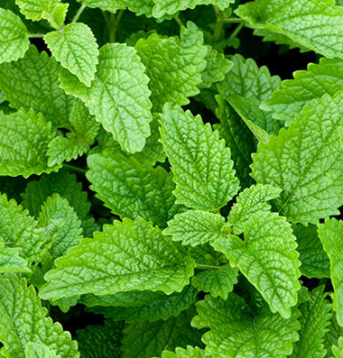 Lemon Balm-zoom-2