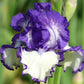 Another Chapter Fragrant Bi-Color Iris Quart Container