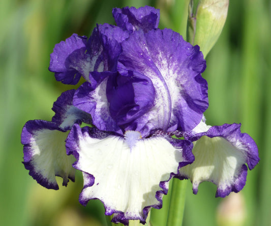 Another Chapter Fragrant Bi-Color Iris Quart Container