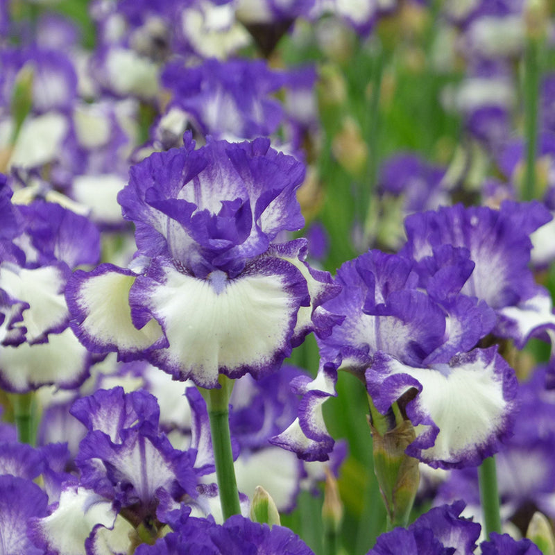 Another Chapter Fragrant Bi-Color Iris Quart Container-zoom-