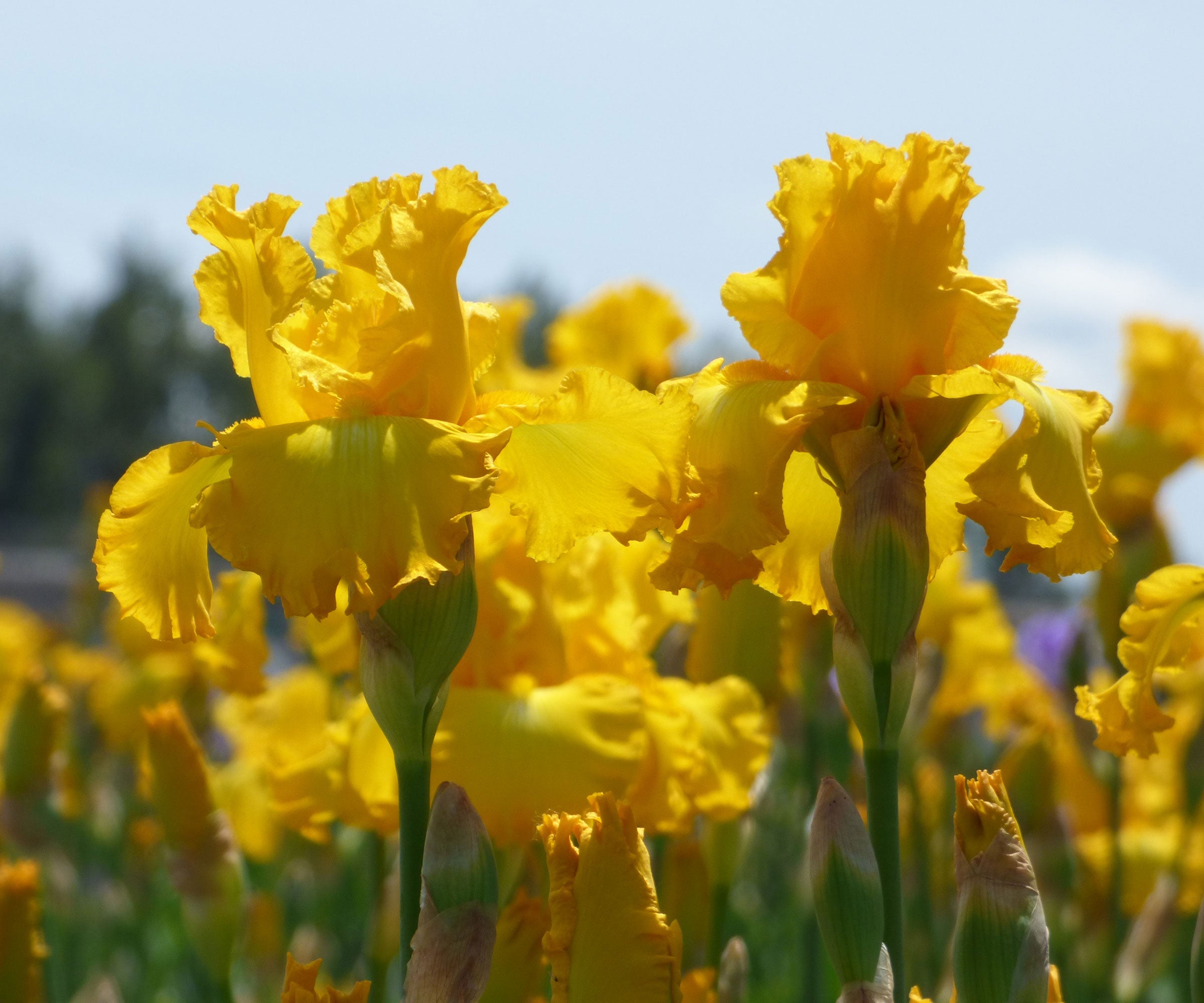 Big As The Moon Reblloming Fragrant Bi-Color Iris Quart Pot-zoom-3