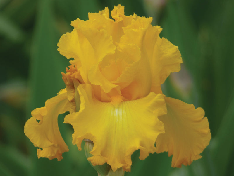 Big As The Moon Reblloming Fragrant Bi-Color Iris Quart Pot-zoom-