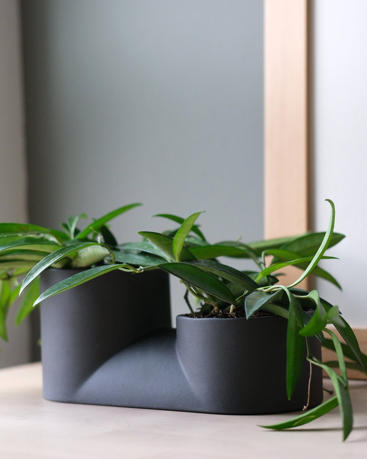 Double Planter - Aware House - Misewell -
