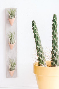 Triple Ceramic Wall Planter - Aware House