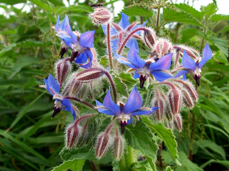 Borage-2