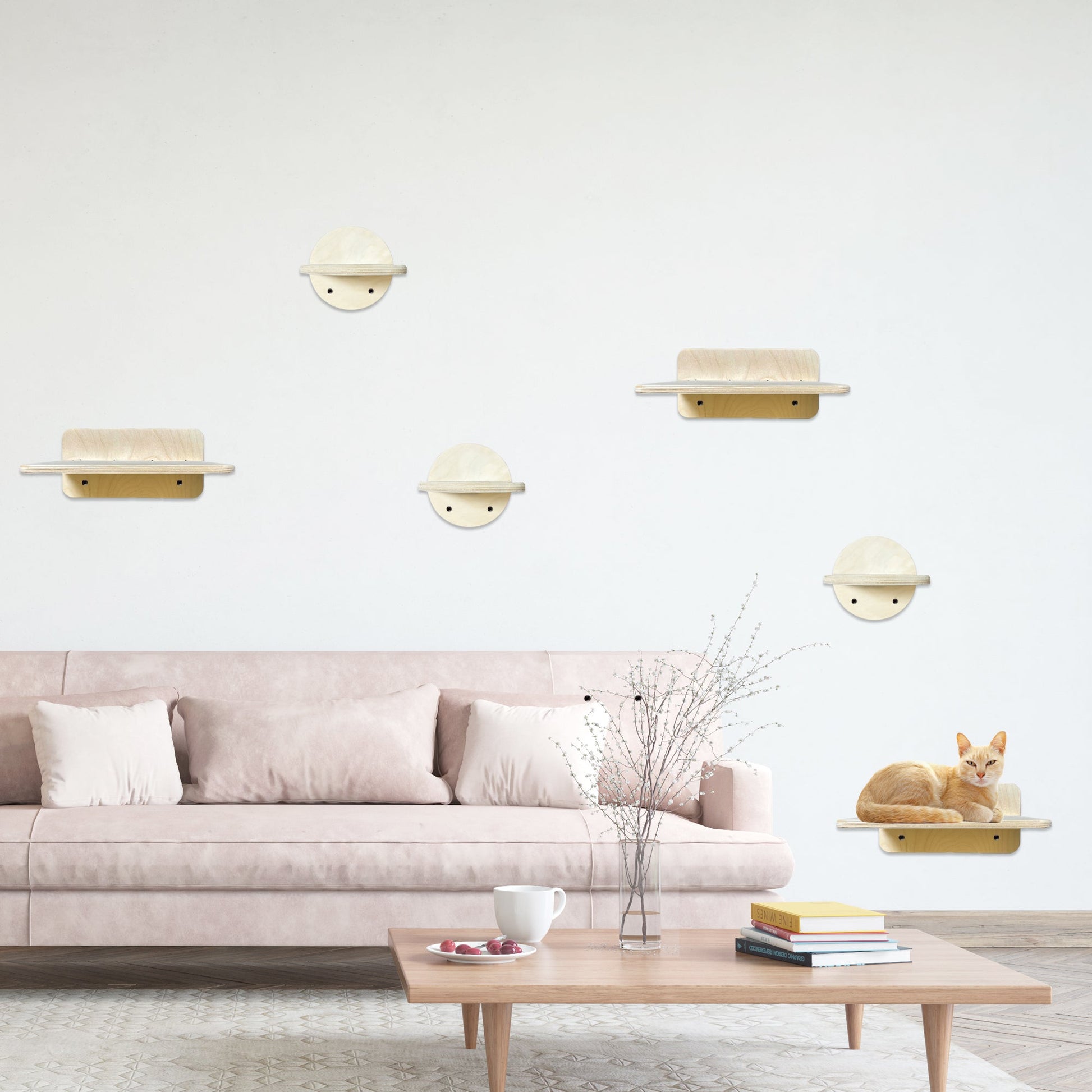 KAT | Cat Wall Climber-1