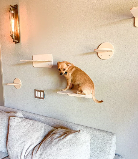 KAT | Cat Wall Climber-zoom-4