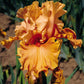 Cordoba Iris Quart Container