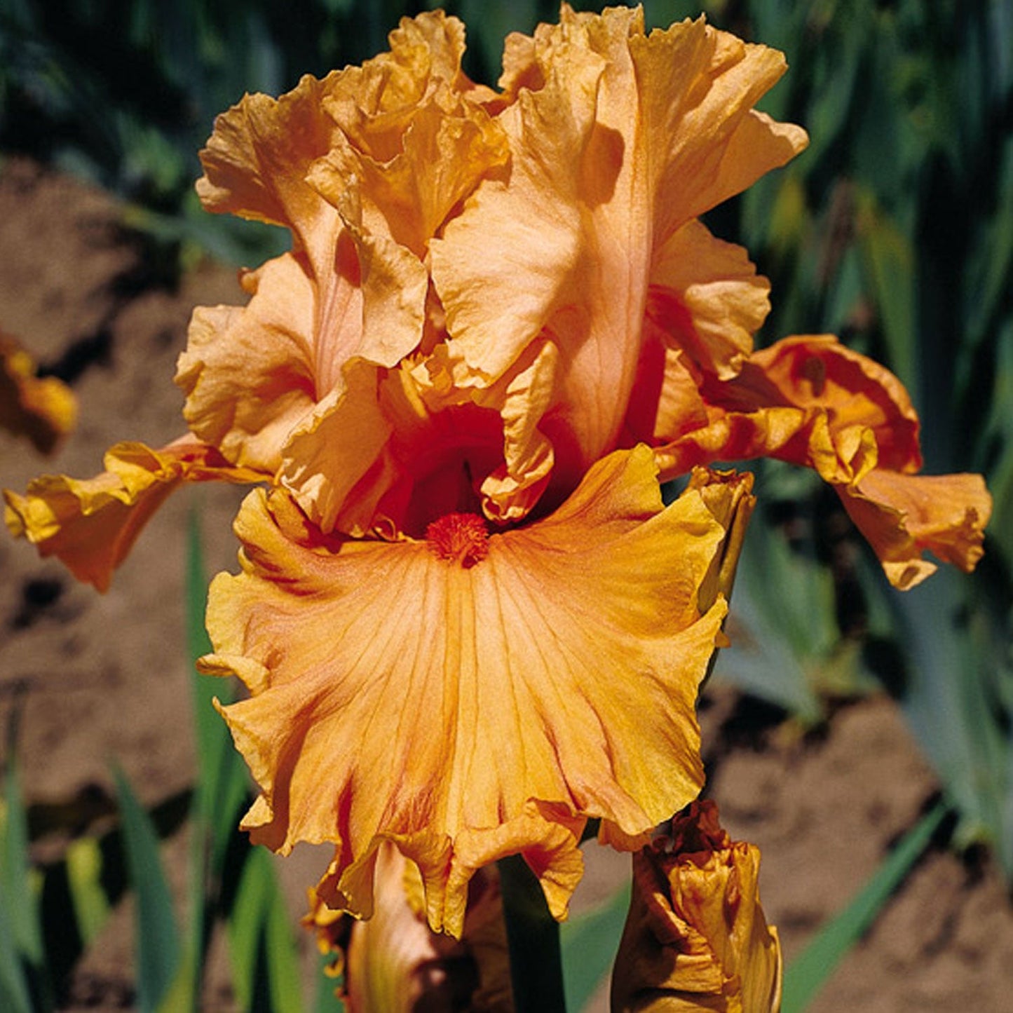 Cordoba Iris Quart Container