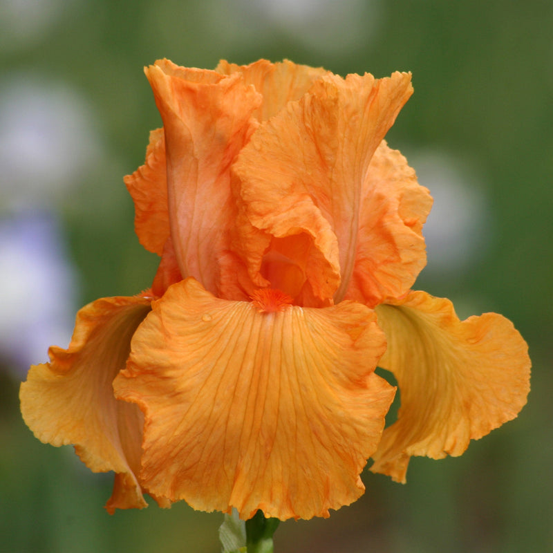 Coup de Soleil Fragrant Bearded Iris Potted Quart Pot-zoom-