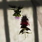 Wildcrafted Bee Balm Hydrosol | Limited Edition