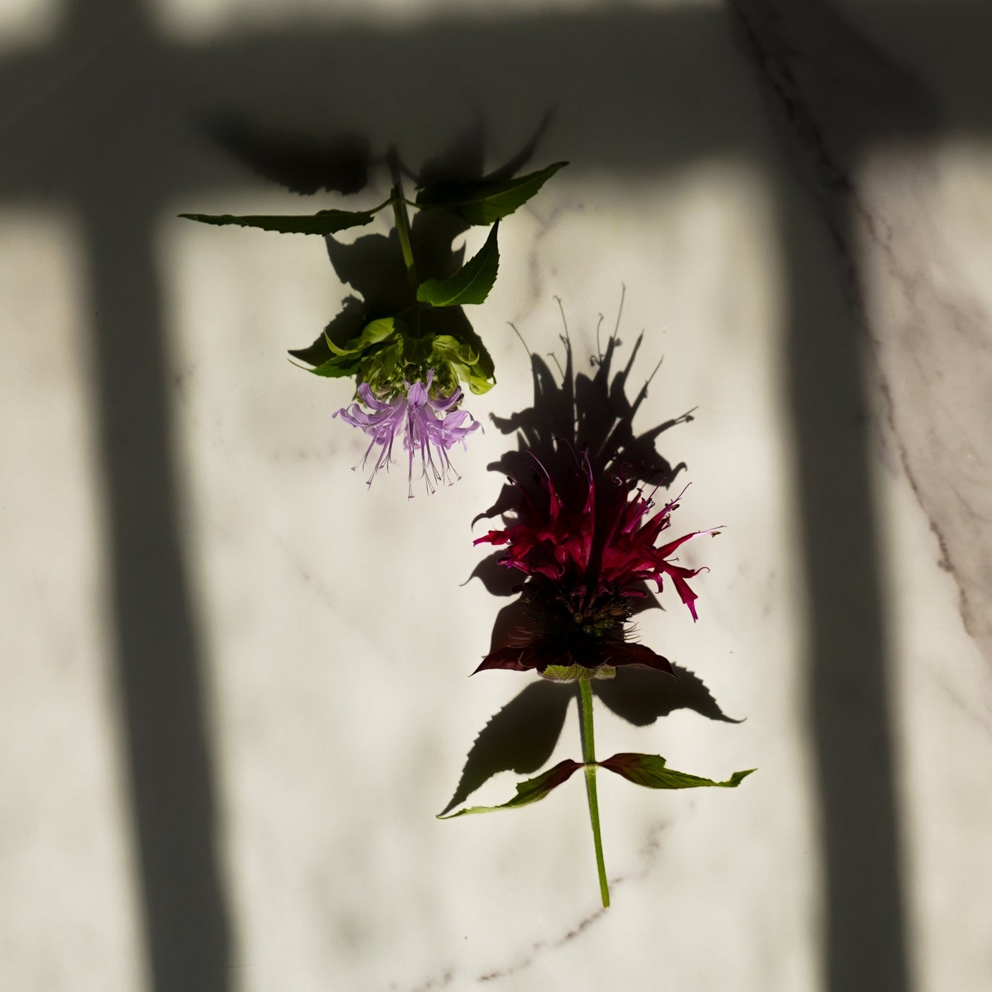 Wildcrafted Bee Balm Hydrosol | Limited Edition