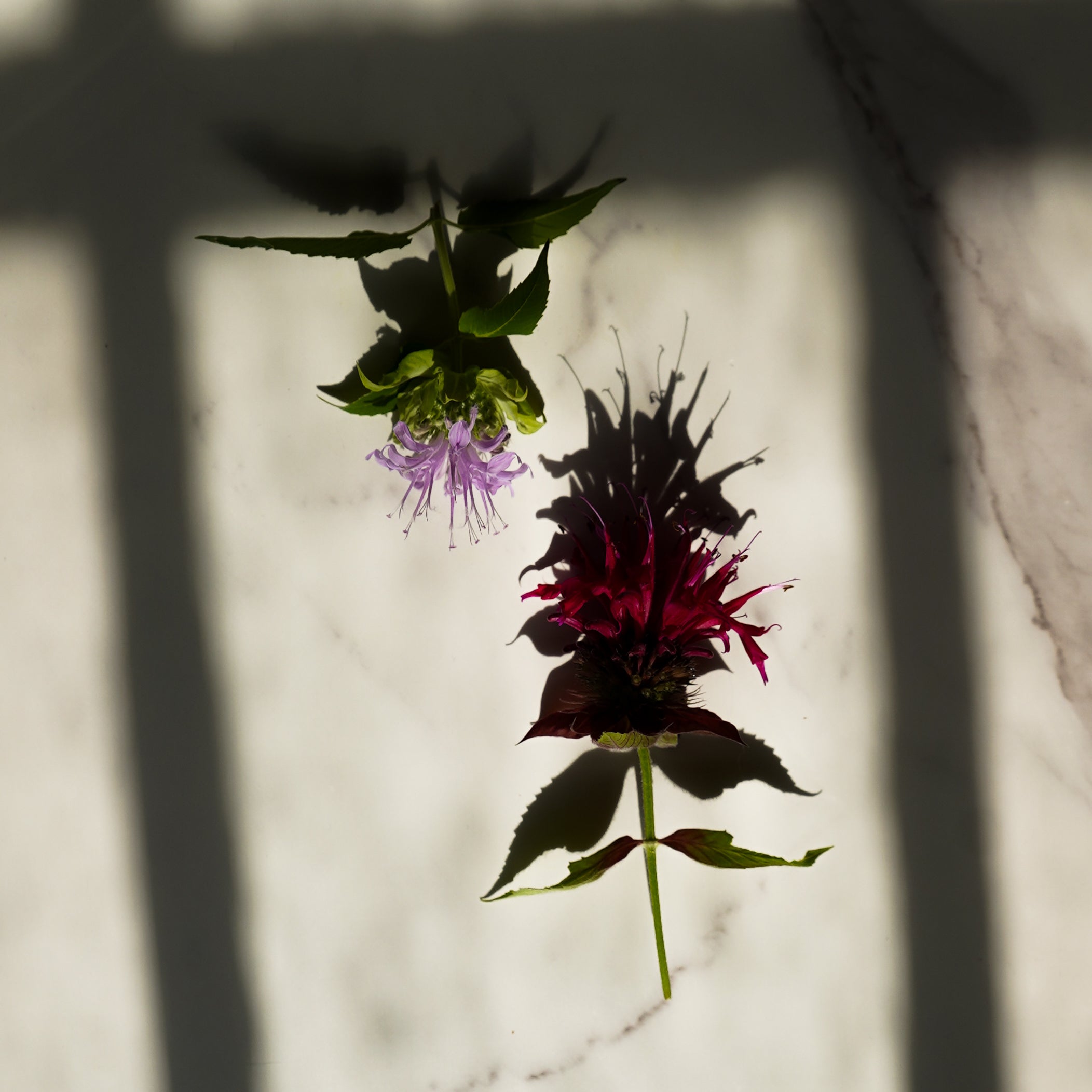 Wildcrafted Bee Balm Hydrosol | Limited Edition-zoom-3