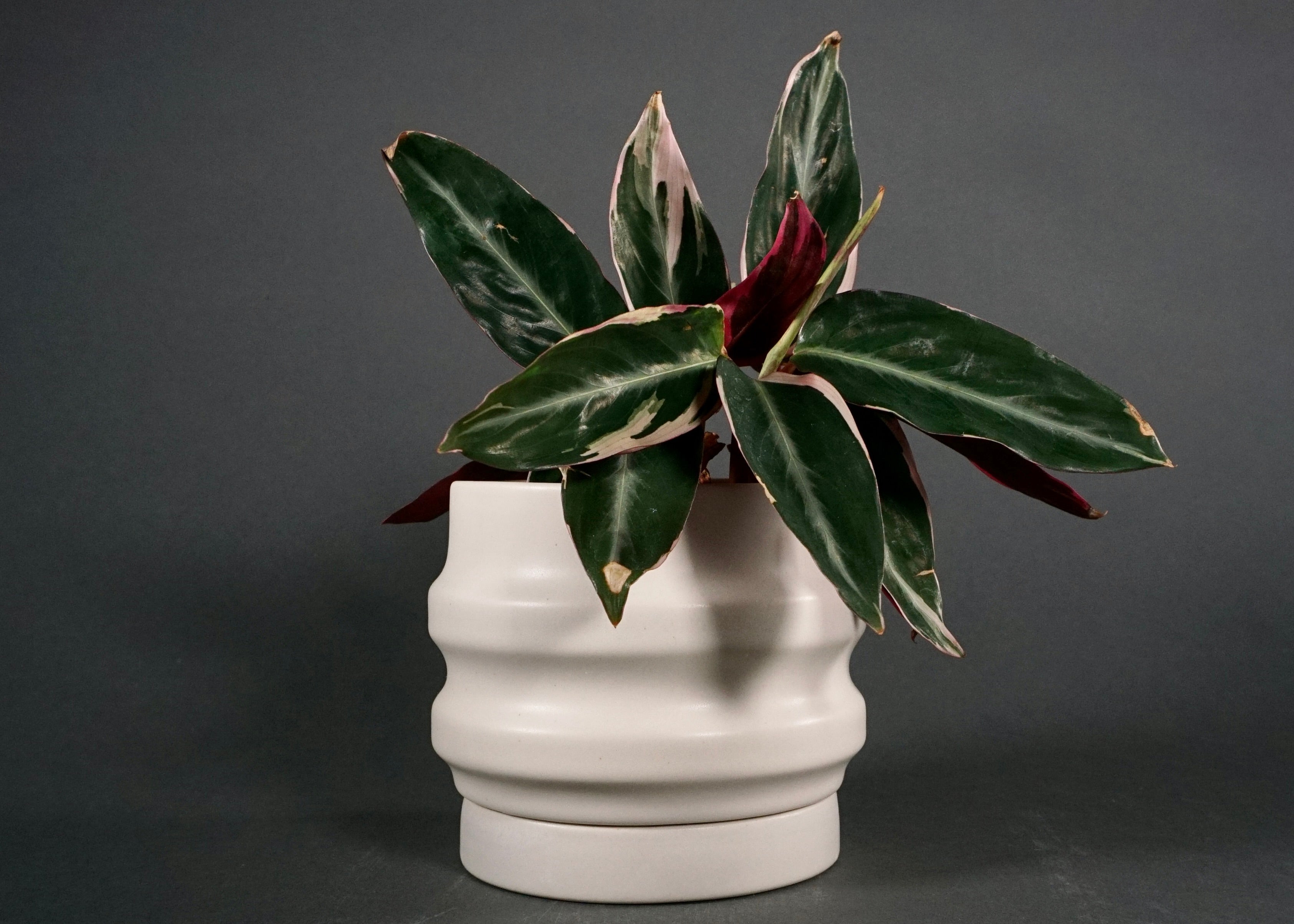 Primera Planters-zoom-4
