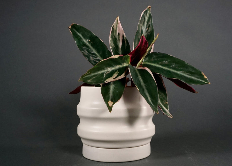 Primera Planters-zoom-