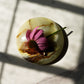 Chrysalis Echinacea Cleansing Balm