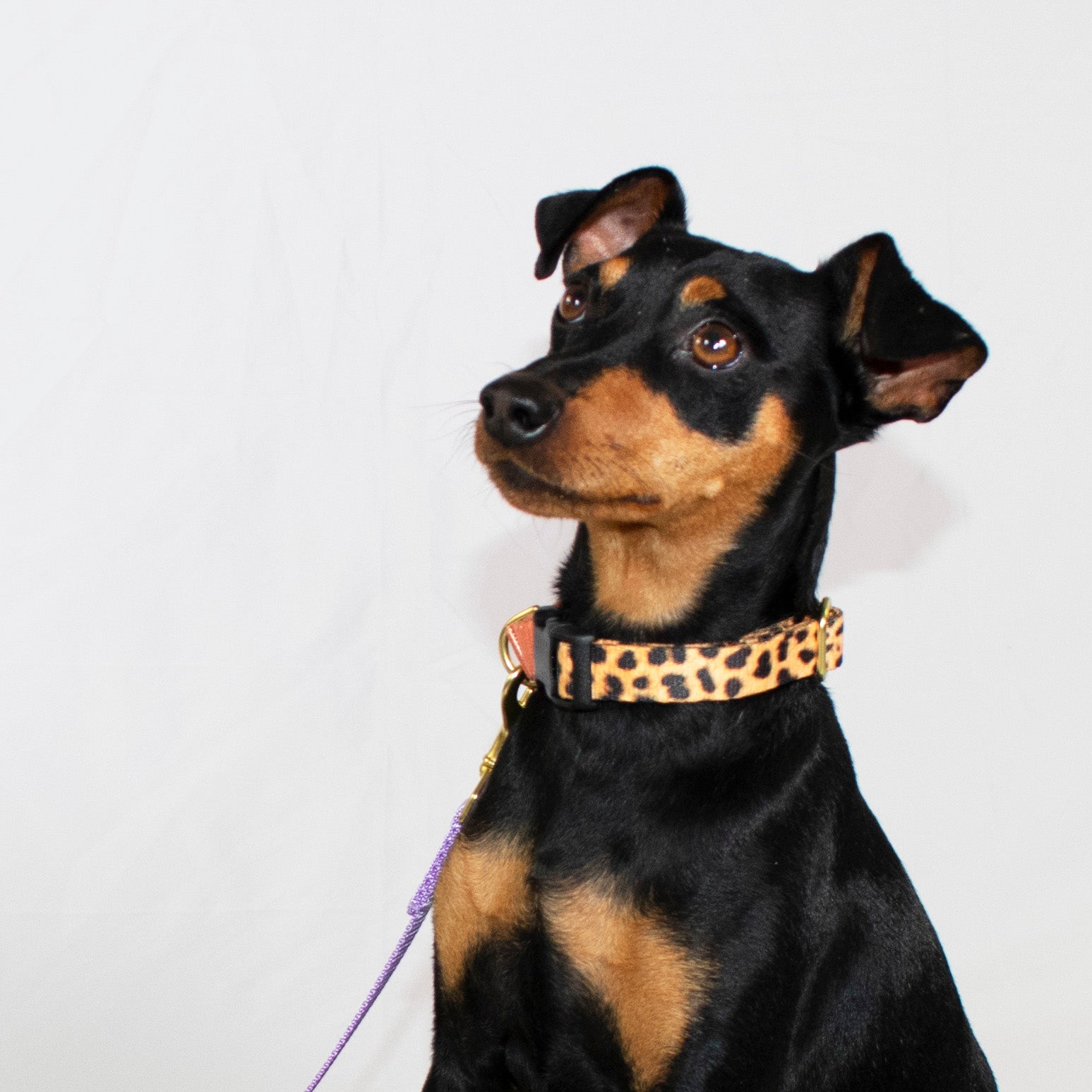 Martingale Dog Collar / Leopard + Peach-zoom-7