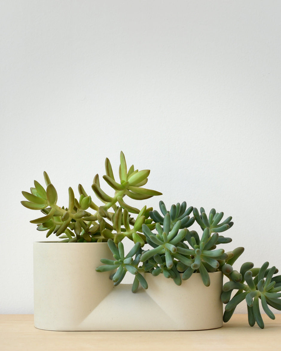 Double Planter