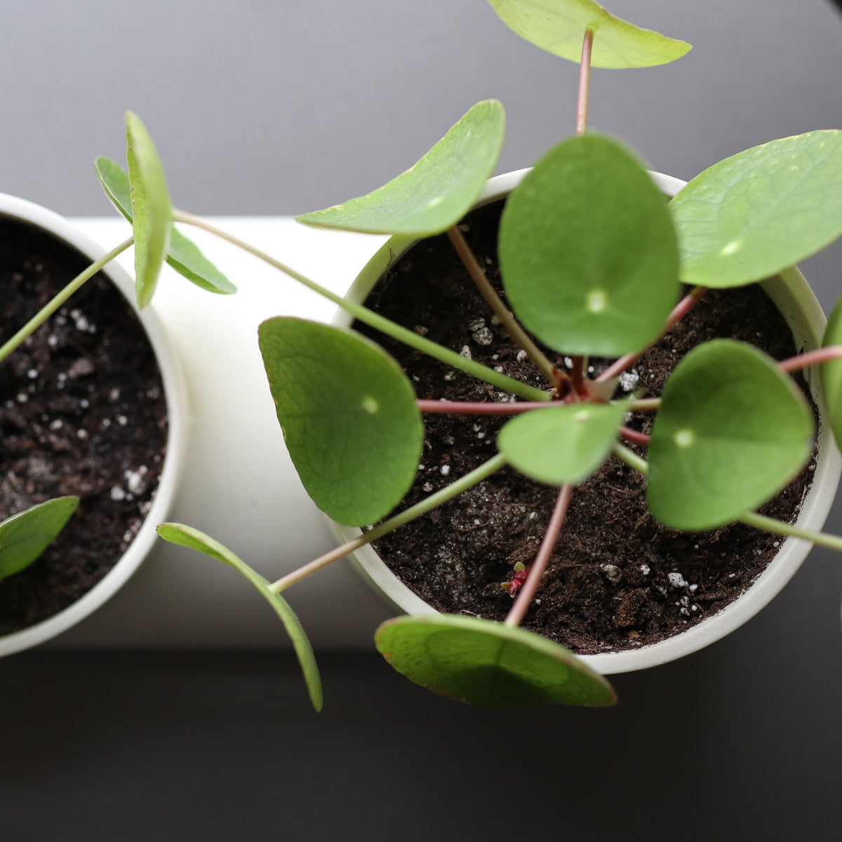 Double Planter-8