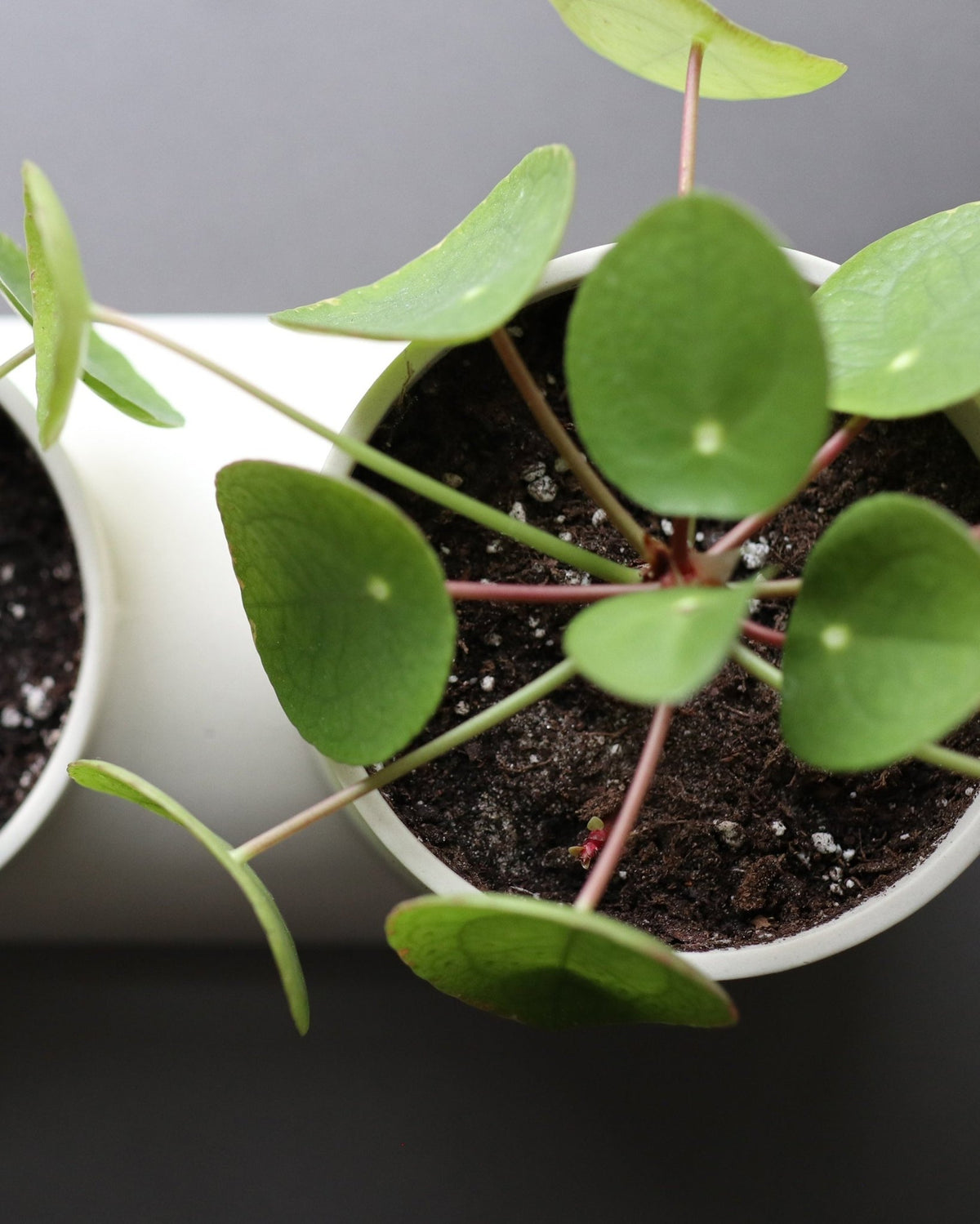 Double Planter - Aware House - Misewell -