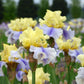 Easter Candy Bi-Color Yellow and Blue Iris Quart Pot