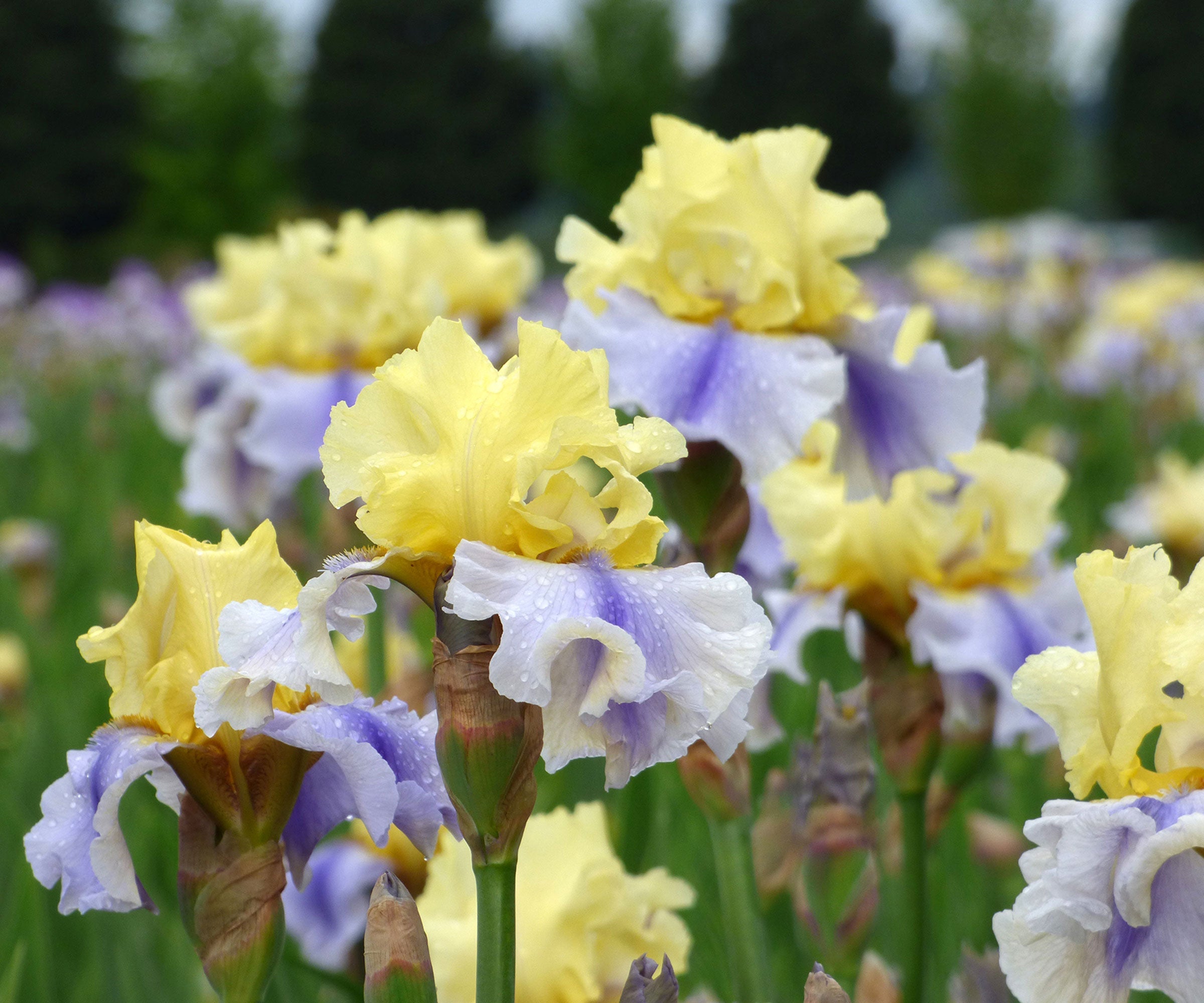 Easter Candy Bi-Color Yellow and Blue Iris Quart Pot-zoom-2