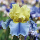 Easter Candy Bi-Color Yellow and Blue Iris Quart Pot
