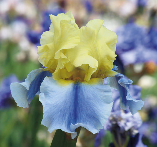 Easter Candy Bi-Color Yellow and Blue Iris Quart Pot