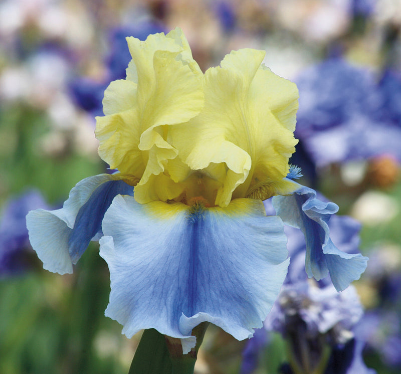 Easter Candy Bi-Color Yellow and Blue Iris Quart Pot-zoom-