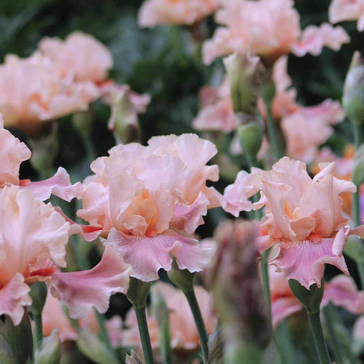 Entitled Fragrant Bearded Iris Quart Container-zoom-3