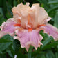 Entitled Fragrant Bearded Iris Quart Container