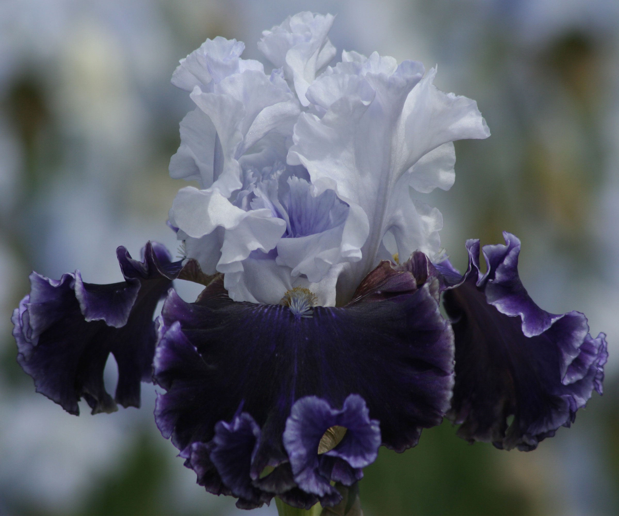 Feel The Thunder Fragrant Iris Potted Quart Pot