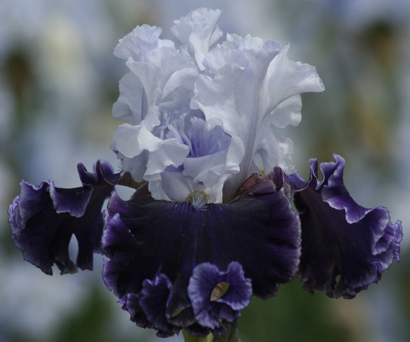Feel The Thunder Fragrant Iris Potted Quart Pot-zoom-