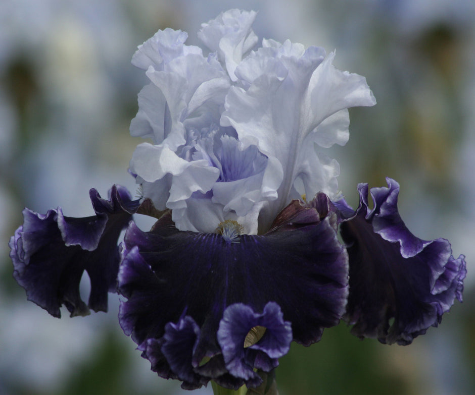 Feel The Thunder Fragrant Iris Potted Quart Pot