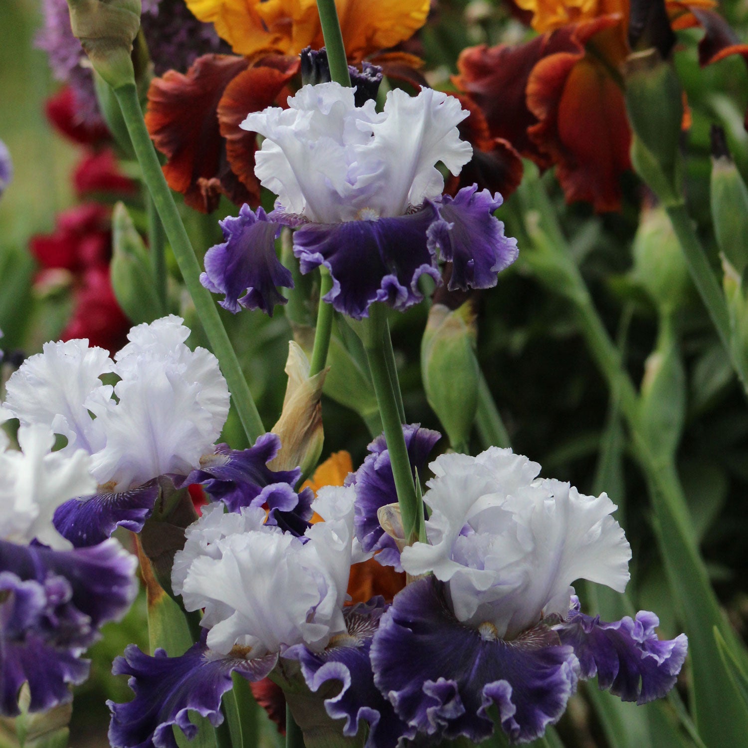 Feel The Thunder Fragrant Iris Potted Quart Pot-zoom-3