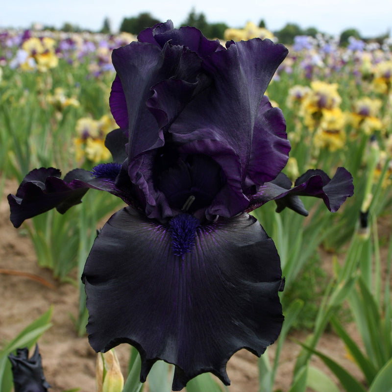 Ghost Train Bearded Iris Potted Quart Pot-zoom-