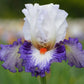 Gypsy Lord Bearded Iris Quart Pot
