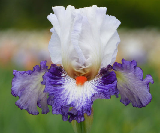 Gypsy Lord Bearded Iris Quart Pot